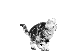 miaouuuuuuuuuuuuuu je massoi